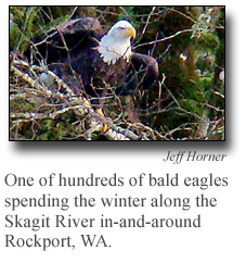eagle_pic_1